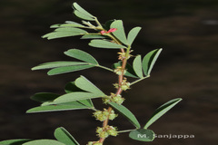 Indigofera glandulosa